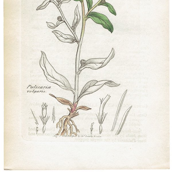 ꥹ ƥ ܥ˥륢/ʪ PULICARIA vulgaris(). plate.1165,1839ǯ 0538
