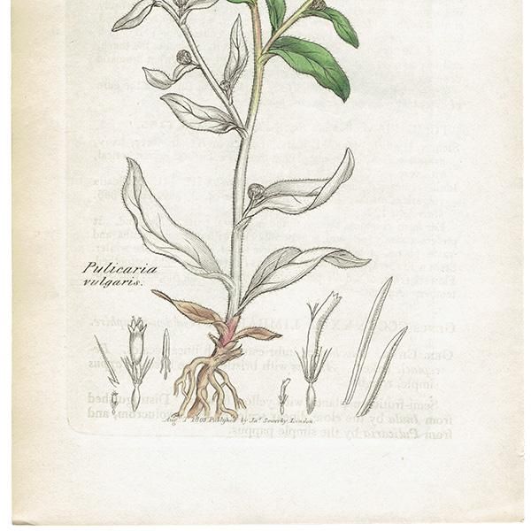 ꥹ ƥ ܥ˥륢/ʪ PULICARIA vulgaris(). plate.1165,1839ǯ 0538