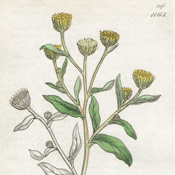 ꥹ ƥ ܥ˥륢/ʪ PULICARIA vulgaris(). plate.1165,1839ǯ 0538