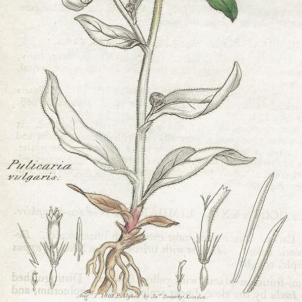 イギリス アンティーク ボタニカルアート/植物画 PULICARIA