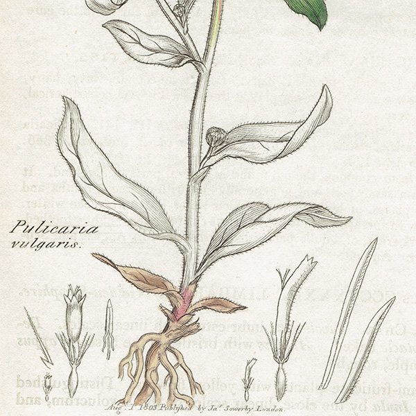 ꥹ ƥ ܥ˥륢/ʪ PULICARIA vulgaris(). plate.1165,1839ǯ 0538