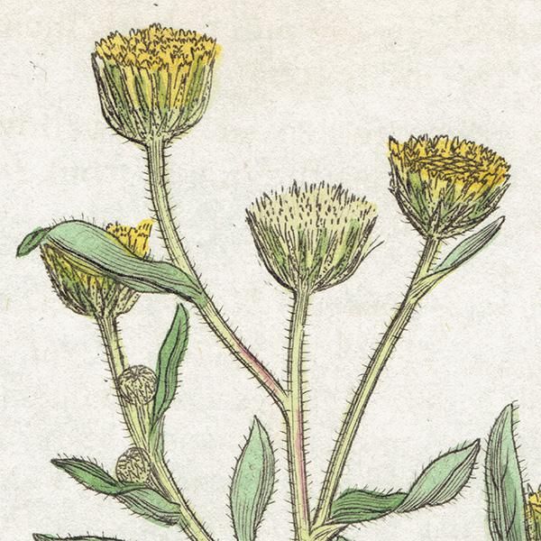 ꥹ ƥ ܥ˥륢/ʪ PULICARIA vulgaris(). plate.1165,1839ǯ 0538