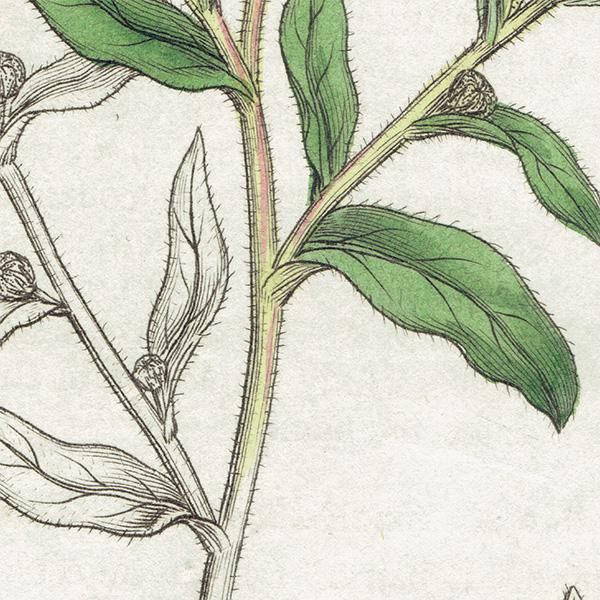 ꥹ ƥ ܥ˥륢/ʪ PULICARIA vulgaris(). plate.1165,1839ǯ 0538