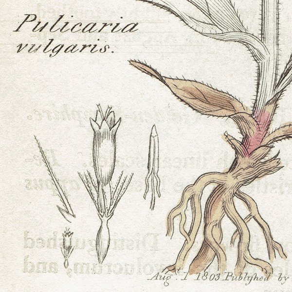 ꥹ ƥ ܥ˥륢/ʪ PULICARIA vulgaris(). plate.1165,1839ǯ 0538