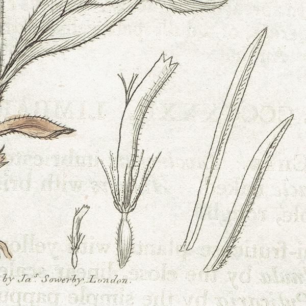 ꥹ ƥ ܥ˥륢/ʪ PULICARIA vulgaris(). plate.1165,1839ǯ 0538