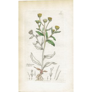 イギリス アンティーク ボタニカルアート/植物画 PULICARIA vulgaris(キク科). plate.1165,1839年 0538