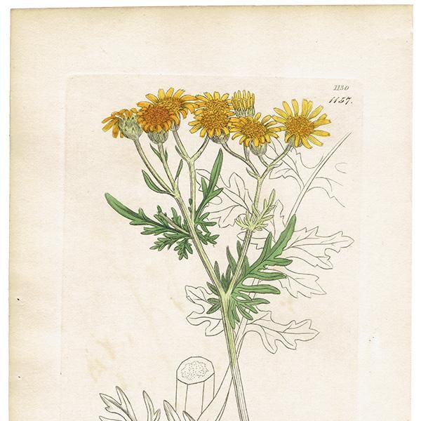 ꥹ ƥ ܥ˥륢/ʪ SENECIO Jacobaea(䥳֥ܥ). plate.1157,1839ǯ 0539