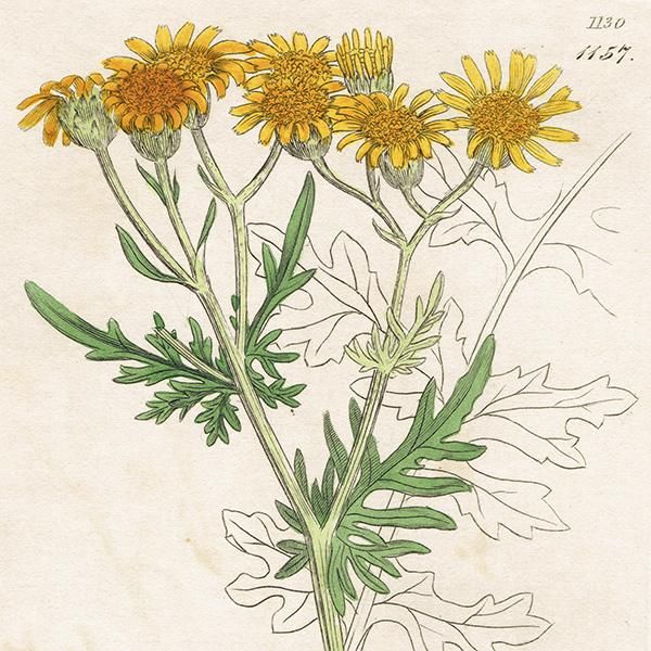 ꥹ ƥ ܥ˥륢/ʪ SENECIO Jacobaea(䥳֥ܥ). plate.1157,1839ǯ 0539