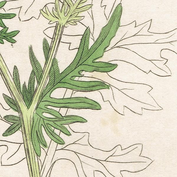 イギリス アンティーク ボタニカルアート/植物画 SENECIO