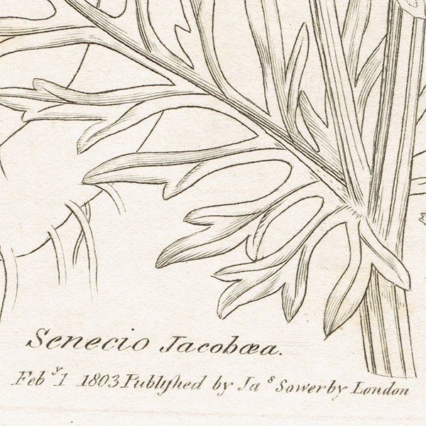 ꥹ ƥ ܥ˥륢/ʪ SENECIO Jacobaea(䥳֥ܥ). plate.1157,1839ǯ 0539