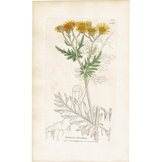 イギリス アンティーク ボタニカルアート/植物画 SENECIO Jacobaea(ヤコブボロギク). plate.1157,1839年 0539