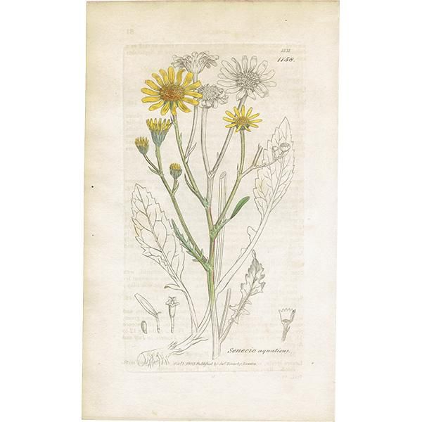 ꥹ ƥ ܥ˥륢/ʪ SENECIO aquaticus(ʤβ). plate.1158,1839ǯ 0540