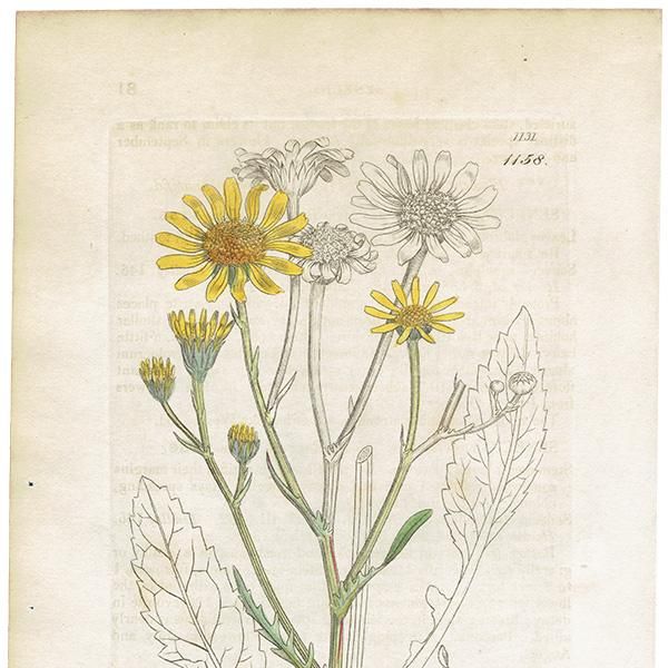 ꥹ ƥ ܥ˥륢/ʪ SENECIO aquaticus(ʤβ). plate.1158,1839ǯ 0540