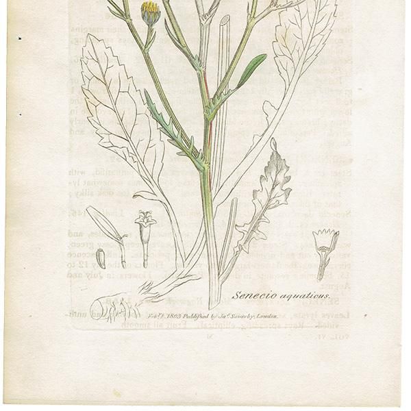 ꥹ ƥ ܥ˥륢/ʪ SENECIO aquaticus(ʤβ). plate.1158,1839ǯ 0540