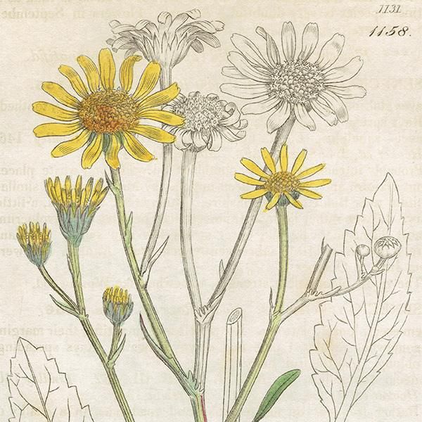 イギリス アンティーク ボタニカルアート/植物画 SENECIO