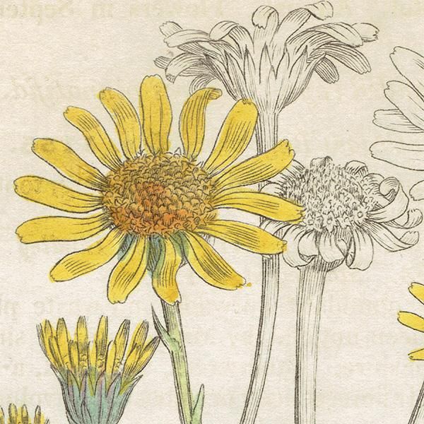 イギリス アンティーク ボタニカルアート/植物画 SENECIO イギリス アンティーク ボタニカルアート/植物画 SENECIO