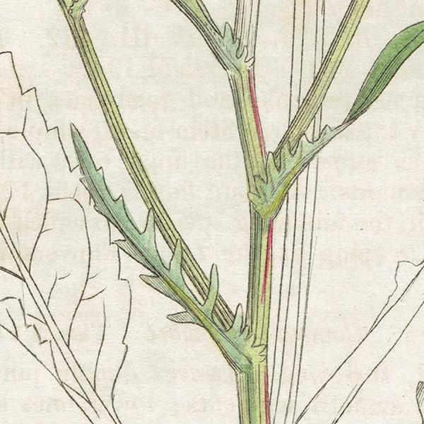 イギリス アンティーク ボタニカルアート/植物画 SENECIO イギリス アンティーク ボタニカルアート/植物画 SENECIO