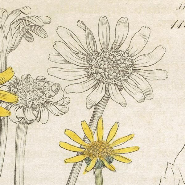 ꥹ ƥ ܥ˥륢/ʪ SENECIO aquaticus(ʤβ). plate.1158,1839ǯ 0540