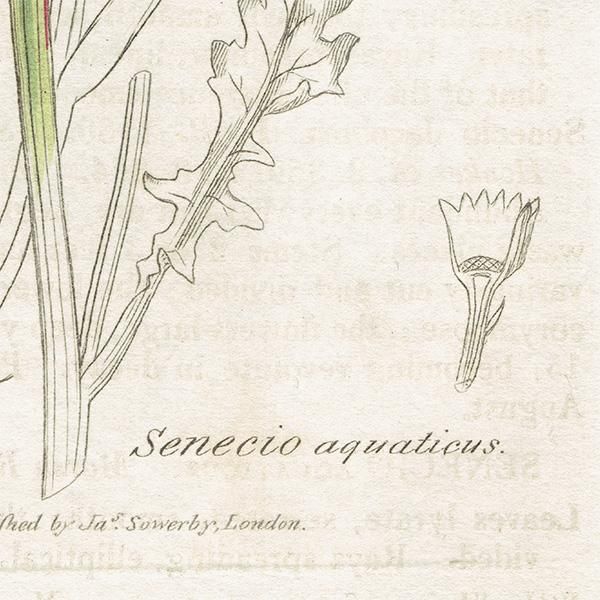 ꥹ ƥ ܥ˥륢/ʪ SENECIO aquaticus(ʤβ). plate.1158,1839ǯ 0540