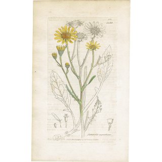 イギリス アンティーク ボタニカルアート/植物画 SENECIO aquaticus(キク科の花). plate.1158,1839年 0540