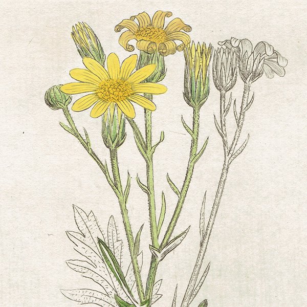 ꥹ ƥ ܥ˥륢/ʪ SENECIO tenuiflius(ͥ). plate.1156,1839ǯ 0541