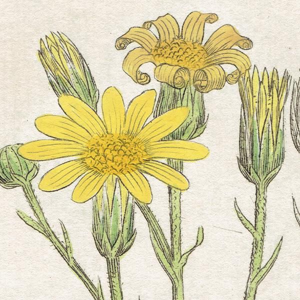 ꥹ ƥ ܥ˥륢/ʪ SENECIO tenuiflius(ͥ). plate.1156,1839ǯ 0541