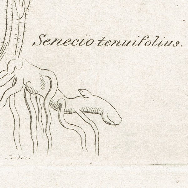 ꥹ ƥ ܥ˥륢/ʪ SENECIO tenuiflius(ͥ). plate.1156,1839ǯ 0541
