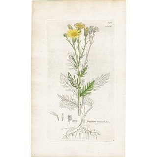 イギリス アンティーク ボタニカルアート/植物画 SENECIO tenuiflius(セネシオ). plate.1156,1839年 0541