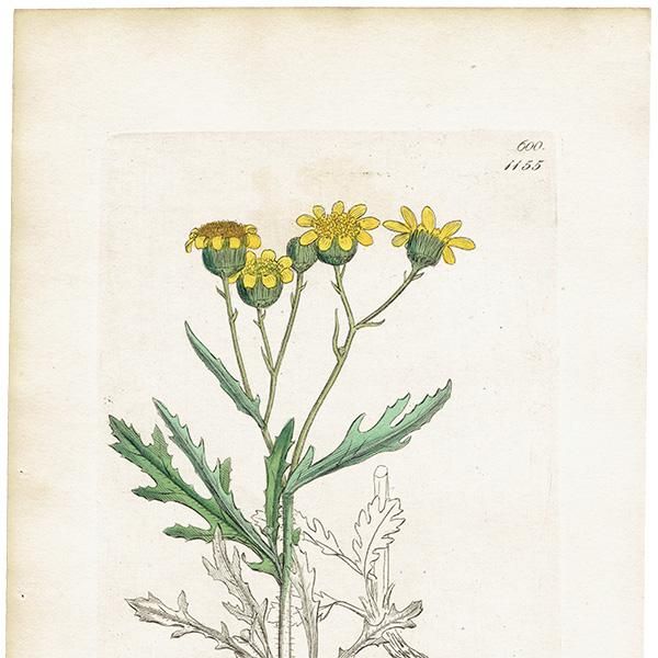 ꥹ ƥ ܥ˥륢/ʪ SENECIO squalidus(ͥ). plate.1155,1839ǯ 0542