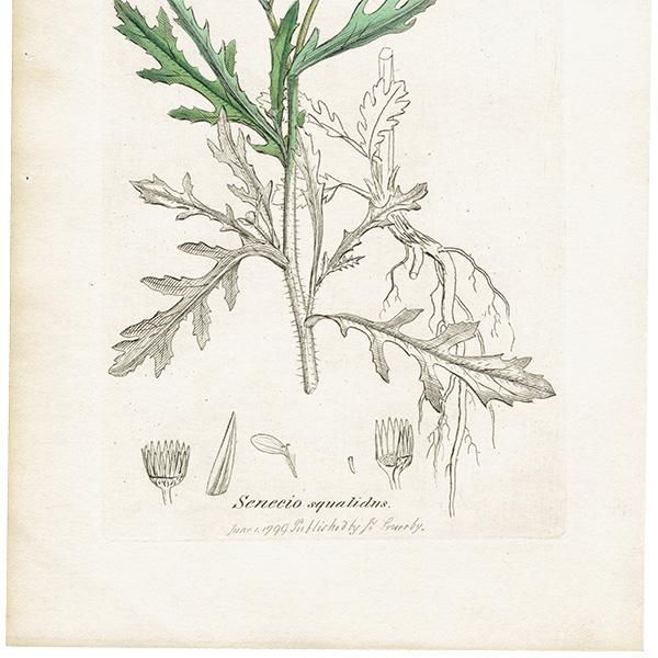 ꥹ ƥ ܥ˥륢/ʪ SENECIO squalidus(ͥ). plate.1155,1839ǯ 0542