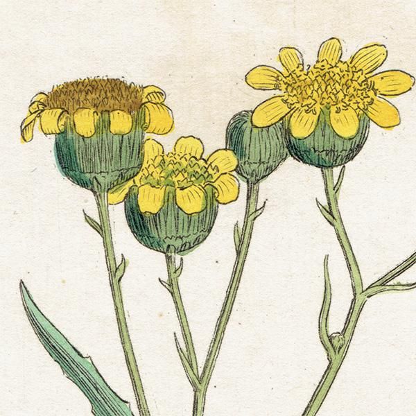 ꥹ ƥ ܥ˥륢/ʪ SENECIO squalidus(ͥ). plate.1155,1839ǯ 0542