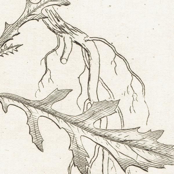 ꥹ ƥ ܥ˥륢/ʪ SENECIO squalidus(ͥ). plate.1155,1839ǯ 0542