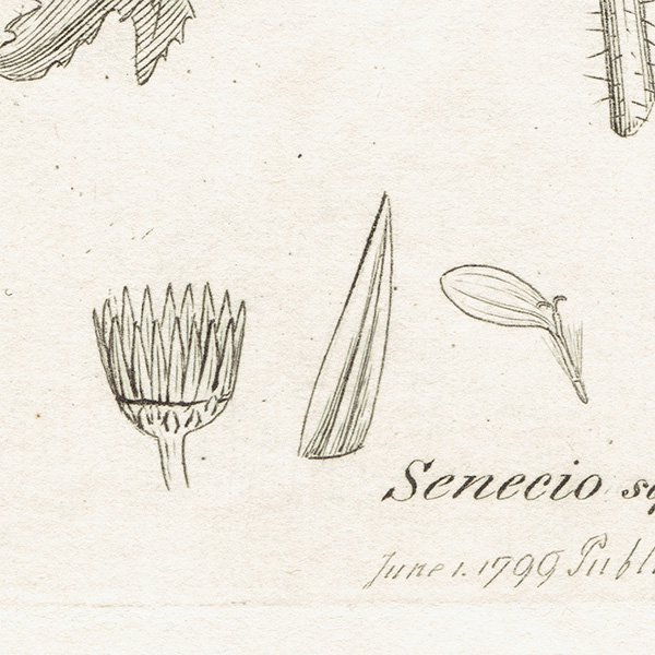 ꥹ ƥ ܥ˥륢/ʪ SENECIO squalidus(ͥ). plate.1155,1839ǯ 0542