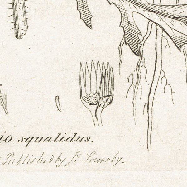 ꥹ ƥ ܥ˥륢/ʪ SENECIO squalidus(ͥ). plate.1155,1839ǯ 0542
