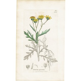 イギリス アンティーク ボタニカルアート/植物画 SENECIO squalidus(セネシオ). plate.1155,1839年 0542