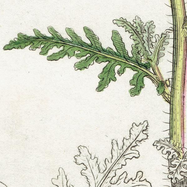 ꥹ ƥ ܥ˥륢/ʪ SENECIO sylvaticus(°). plate.1153,1839ǯ 0543