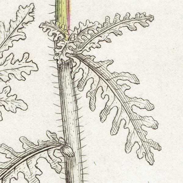 ꥹ ƥ ܥ˥륢/ʪ SENECIO sylvaticus(°). plate.1153,1839ǯ 0543