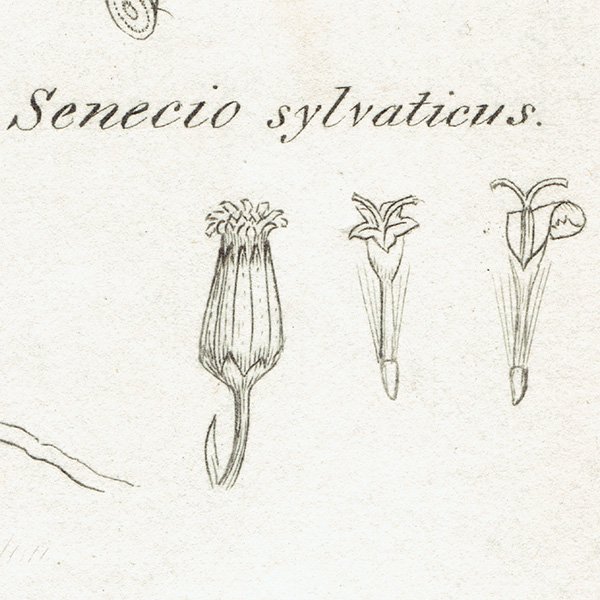 ꥹ ƥ ܥ˥륢/ʪ SENECIO sylvaticus(°). plate.1153,1839ǯ 0543