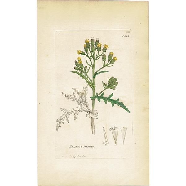 ꥹ ƥ ܥ˥륢/ʪ SENECIO lividus(ͥ). plate.1154,1839ǯ 0544