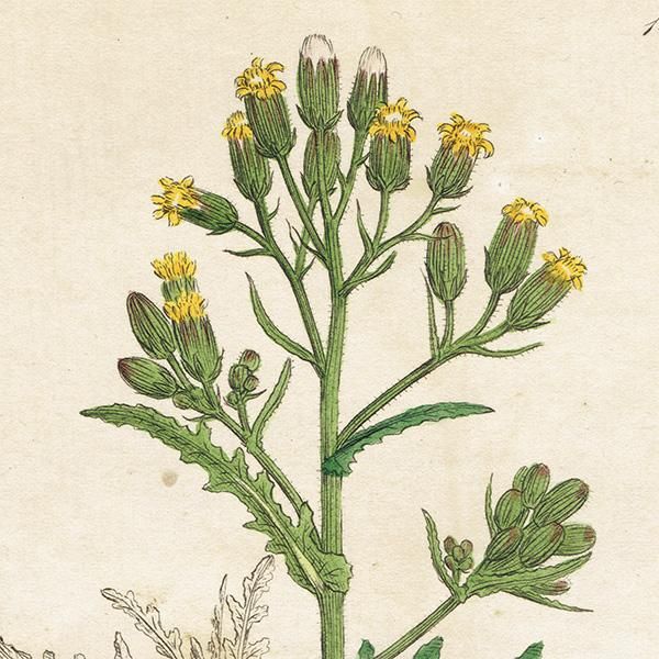 ꥹ ƥ ܥ˥륢/ʪ SENECIO lividus(ͥ). plate.1154,1839ǯ 0544