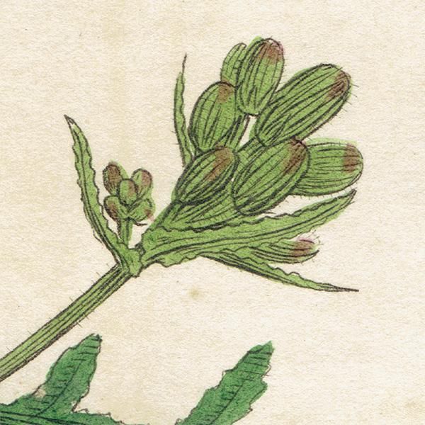 ꥹ ƥ ܥ˥륢/ʪ SENECIO lividus(ͥ). plate.1154,1839ǯ 0544