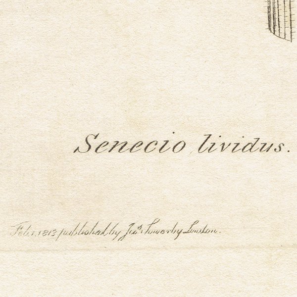 ꥹ ƥ ܥ˥륢/ʪ SENECIO lividus(ͥ). plate.1154,1839ǯ 0544