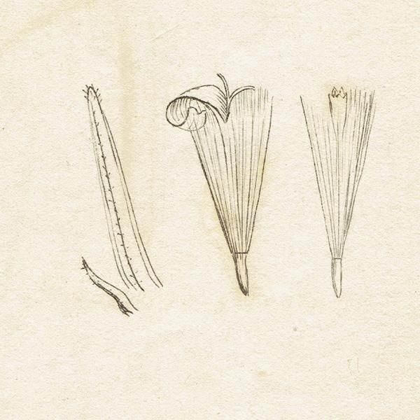 ꥹ ƥ ܥ˥륢/ʪ SENECIO lividus(ͥ). plate.1154,1839ǯ 0544