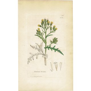 イギリス アンティーク ボタニカルアート/植物画 SENECIO lividus(セネキオ・リヴィダス). plate.1154,1839年 0544
