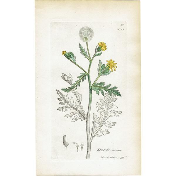 ꥹ ƥ ܥ˥륢/ʪ SENECIO viscosus(ͥ). plate.1152,1839ǯ 0545