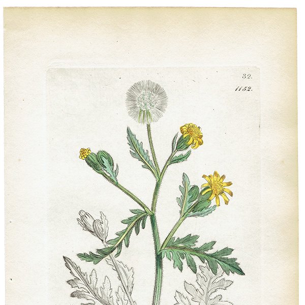 ꥹ ƥ ܥ˥륢/ʪ SENECIO viscosus(ͥ). plate.1152,1839ǯ 0545