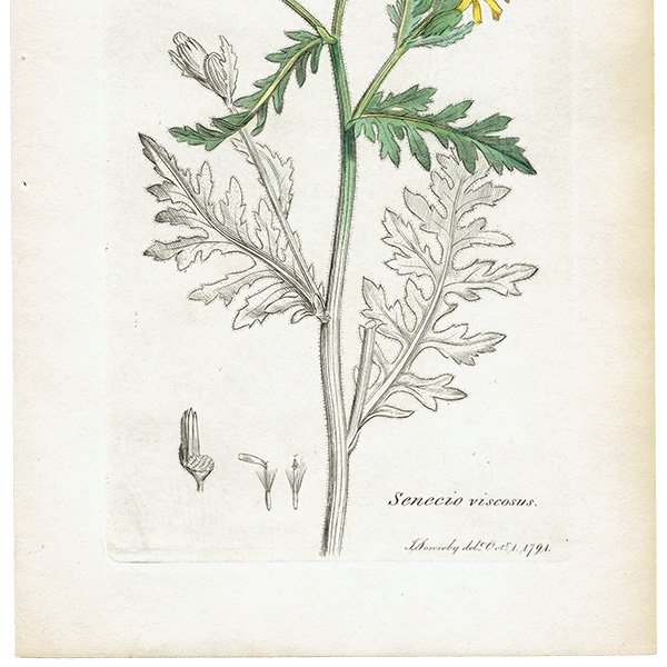 ꥹ ƥ ܥ˥륢/ʪ SENECIO viscosus(ͥ). plate.1152,1839ǯ 0545