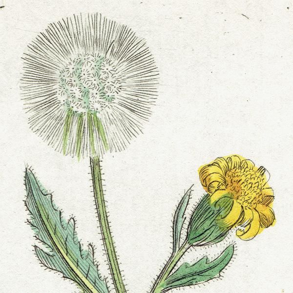 ꥹ ƥ ܥ˥륢/ʪ SENECIO viscosus(ͥ). plate.1152,1839ǯ 0545