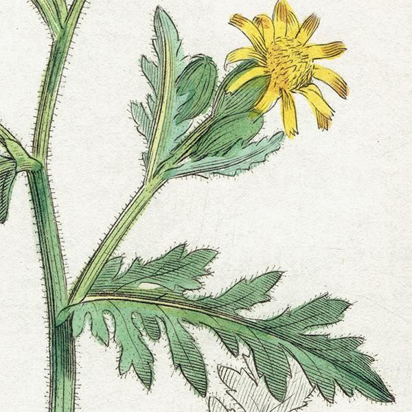 ꥹ ƥ ܥ˥륢/ʪ SENECIO viscosus(ͥ). plate.1152,1839ǯ 0545