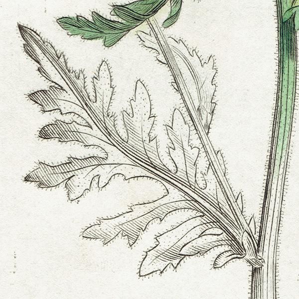 ꥹ ƥ ܥ˥륢/ʪ SENECIO viscosus(ͥ). plate.1152,1839ǯ 0545